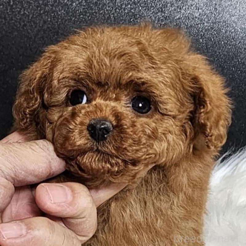 販売中の群馬県のトイプードル-444875の2枚目