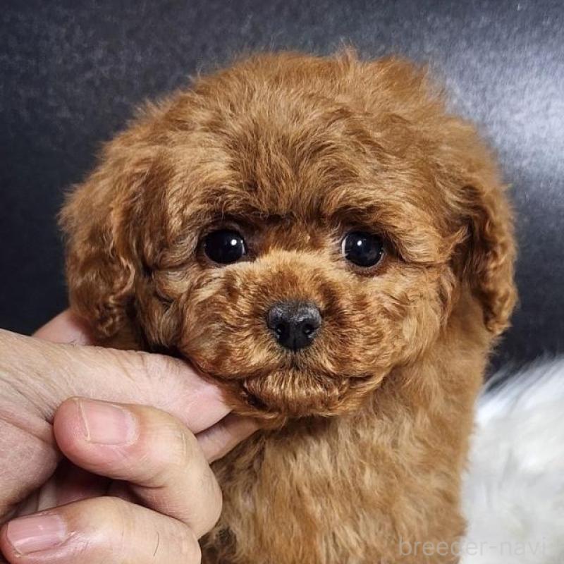 販売中の群馬県のトイプードル-444875の1枚目