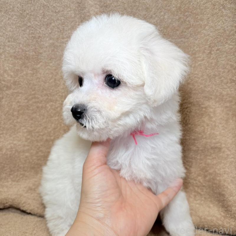 販売中の東京都のビションフリーゼ-444876の10枚目