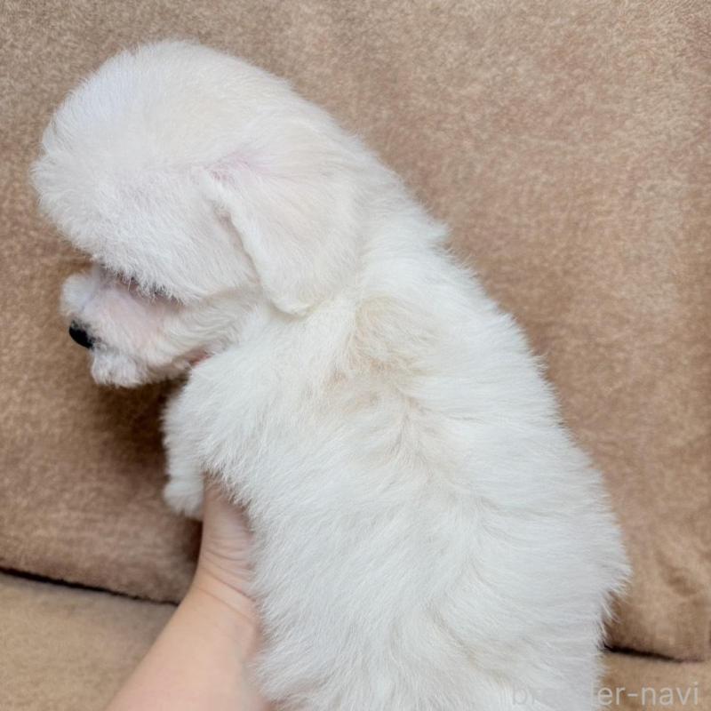 販売中の東京都のビションフリーゼ-444876の9枚目