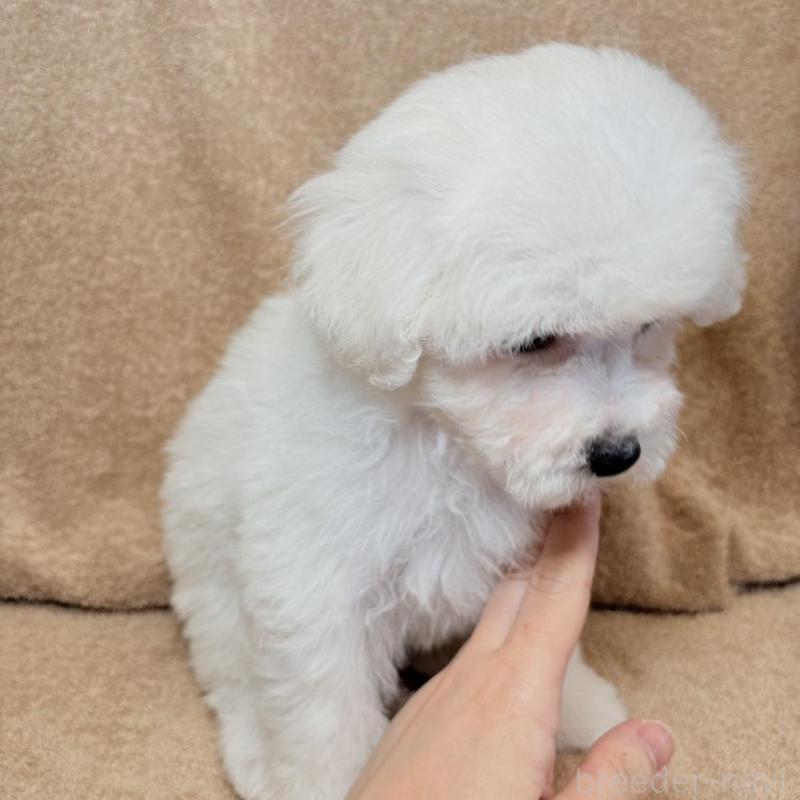 販売中の東京都のビションフリーゼ-444876の8枚目