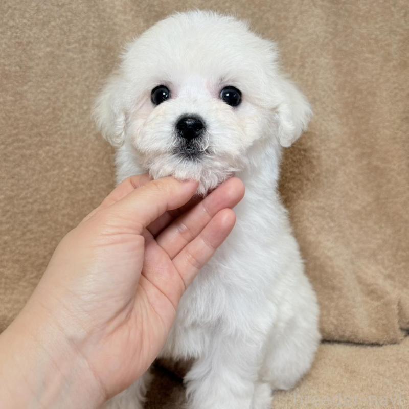 販売中の東京都のビションフリーゼ-444876の7枚目