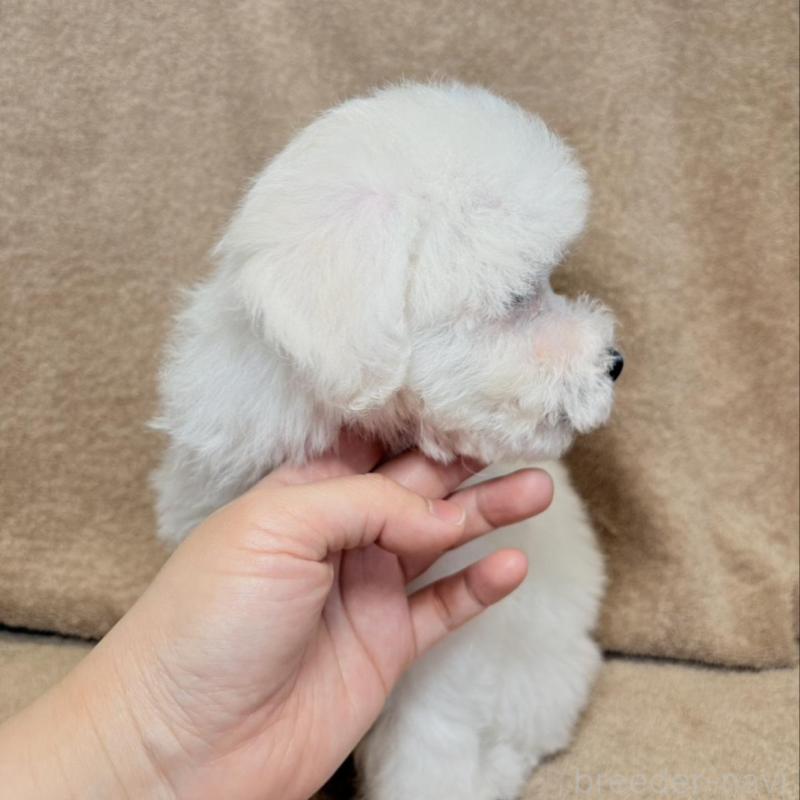 販売中の東京都のビションフリーゼ-444876の5枚目