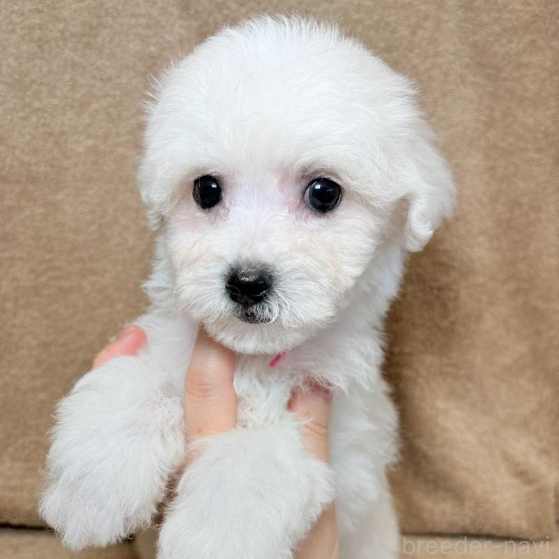 販売中の東京都のビションフリーゼ-444876の4枚目