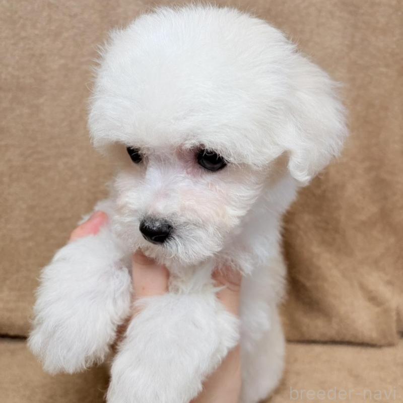 販売中の東京都のビションフリーゼ-444876の3枚目