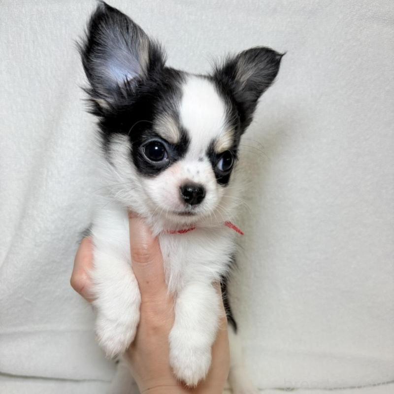 販売中の東京都のチワワ(ロングコート)-444877