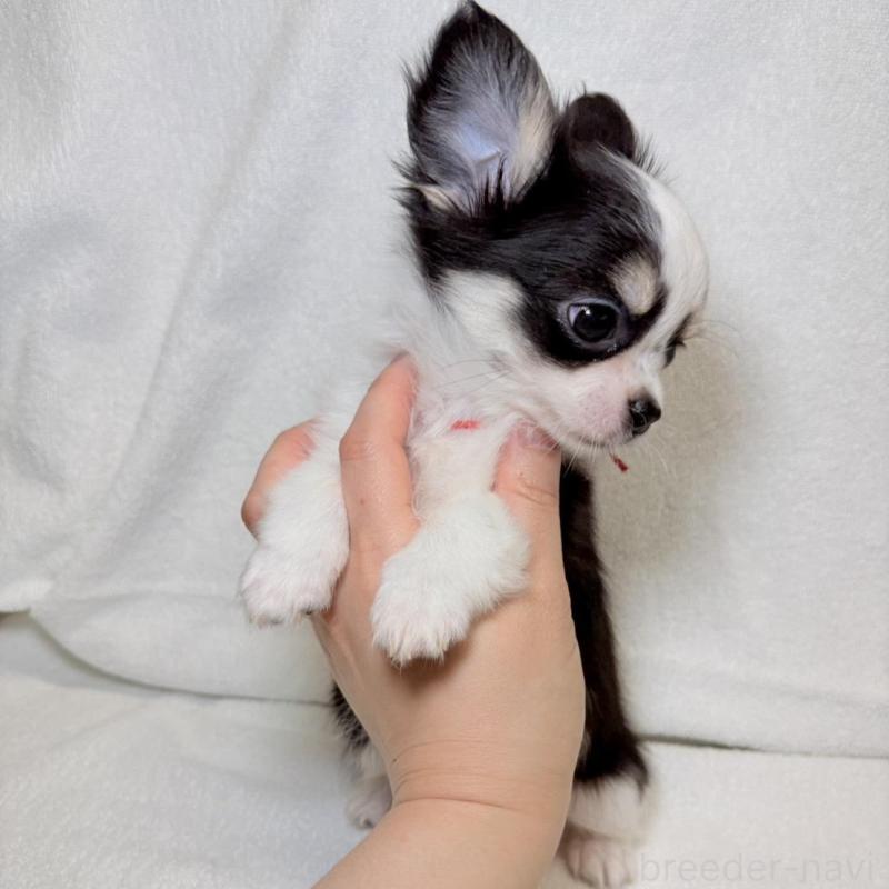 販売中の東京都のチワワ(ロングコート)-444877の11枚目