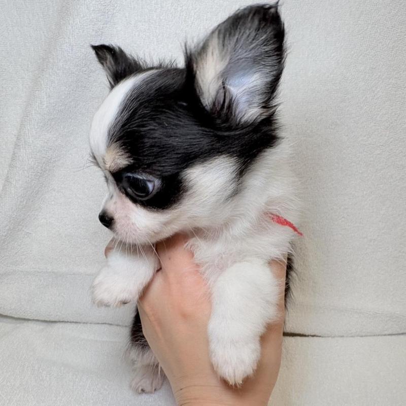 販売中の東京都のチワワ(ロングコート)-444877の10枚目