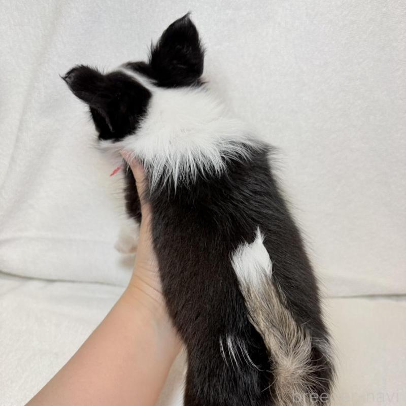 販売中の東京都のチワワ(ロングコート)-444877の9枚目