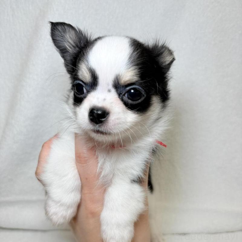 販売中の東京都のチワワ(ロングコート)-444877の8枚目