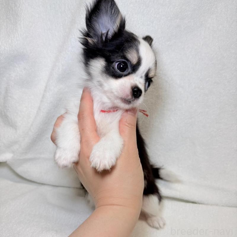 販売中の東京都のチワワ(ロングコート)-444877の7枚目