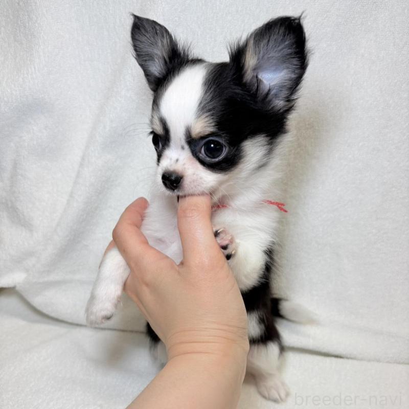 販売中の東京都のチワワ(ロングコート)-444877の5枚目