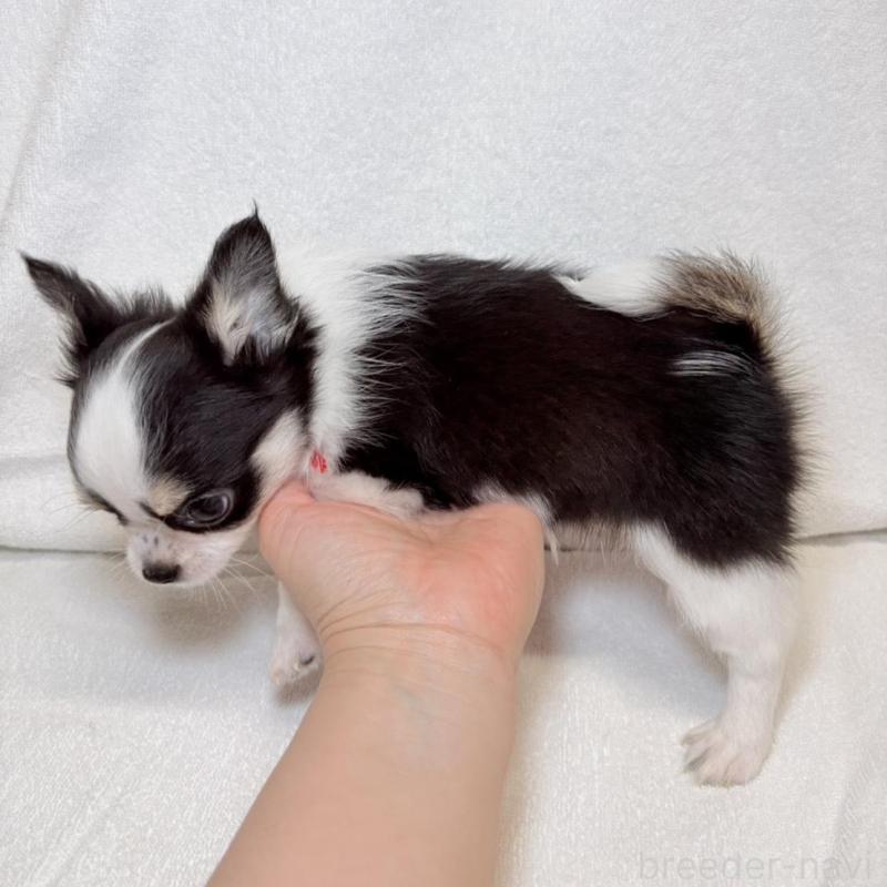 販売中の東京都のチワワ(ロングコート)-444877の4枚目