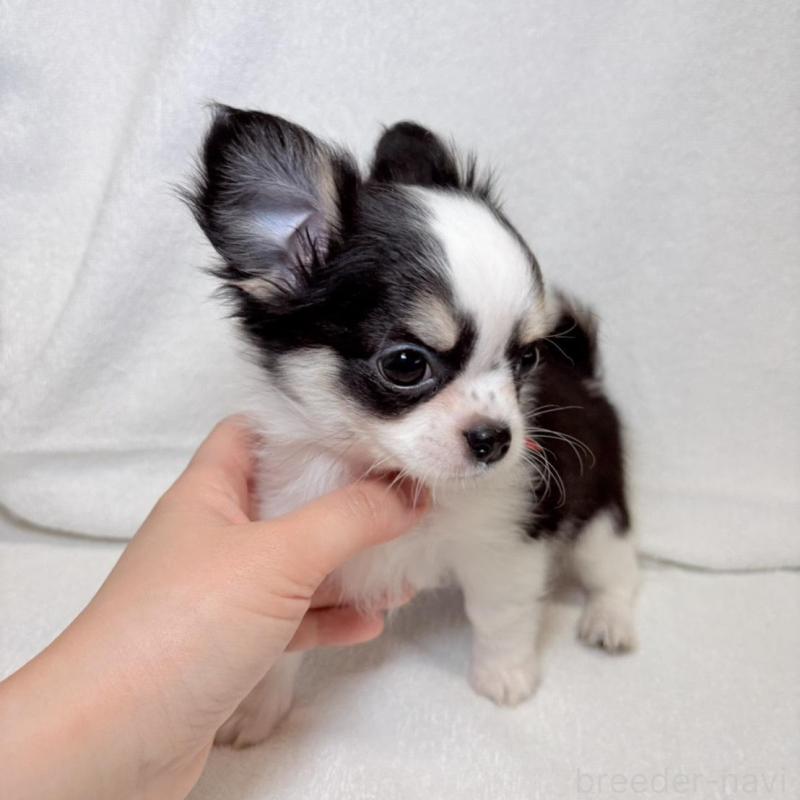 販売中の東京都のチワワ(ロングコート)-444877の3枚目