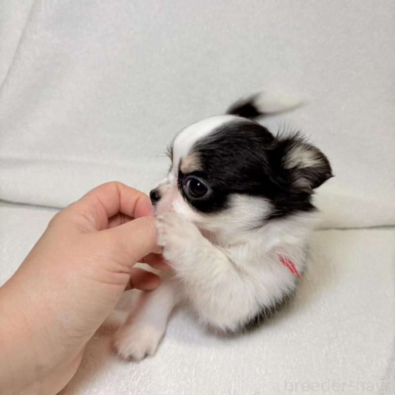 販売中の東京都のチワワ(ロングコート)-444877の2枚目