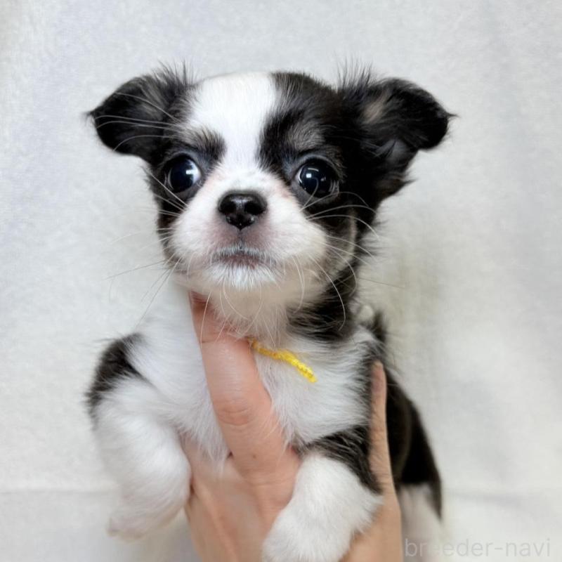 販売中の東京都のチワワ(ロングコート)-444878の1枚目