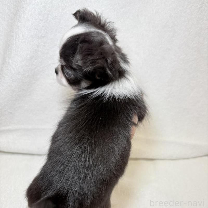 販売中の東京都のチワワ(ロングコート)-444878の11枚目