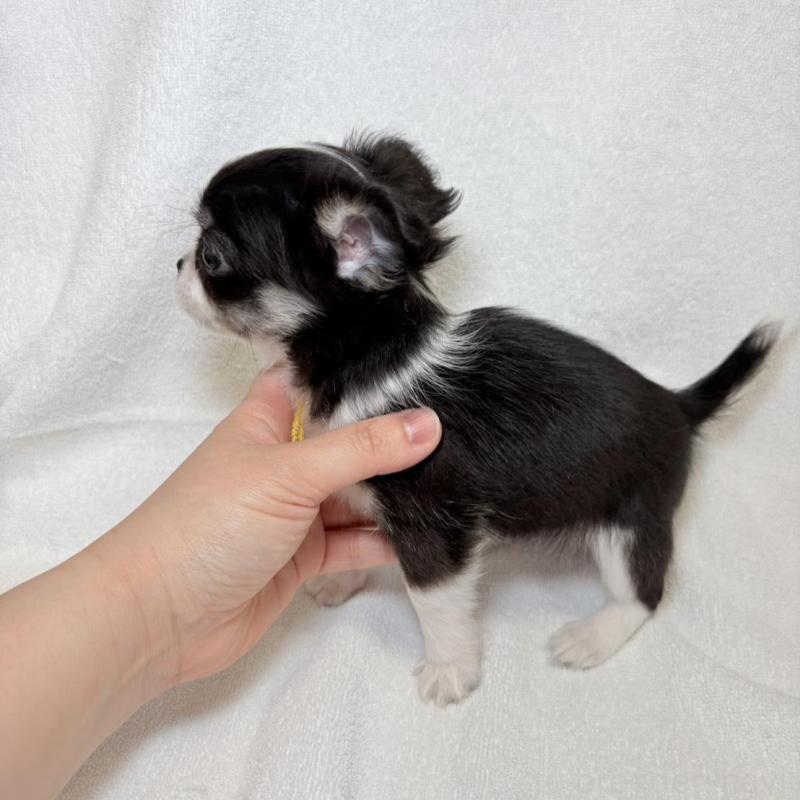 販売中の東京都のチワワ(ロングコート)-444878の10枚目