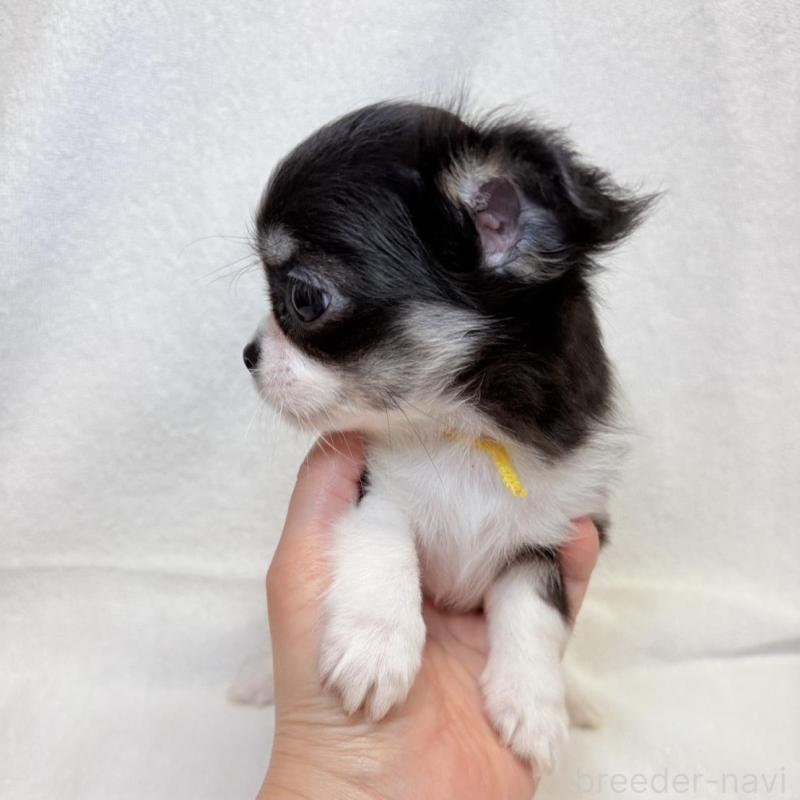 販売中の東京都のチワワ(ロングコート)-444878の9枚目