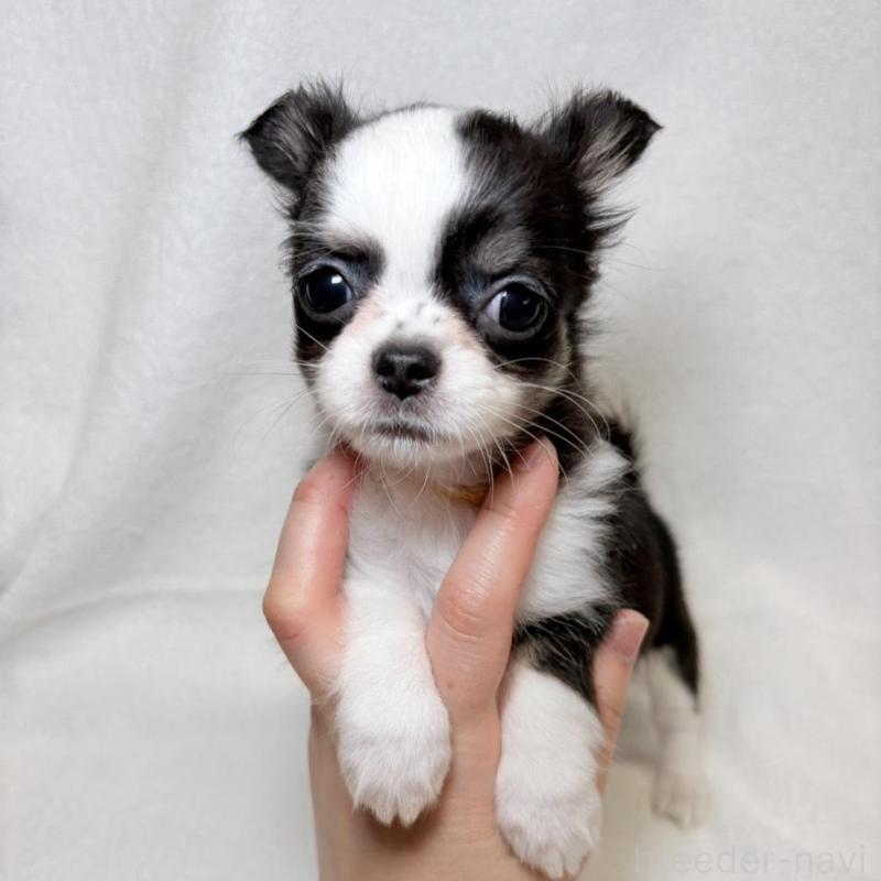 販売中の東京都のチワワ(ロングコート)-444878の8枚目