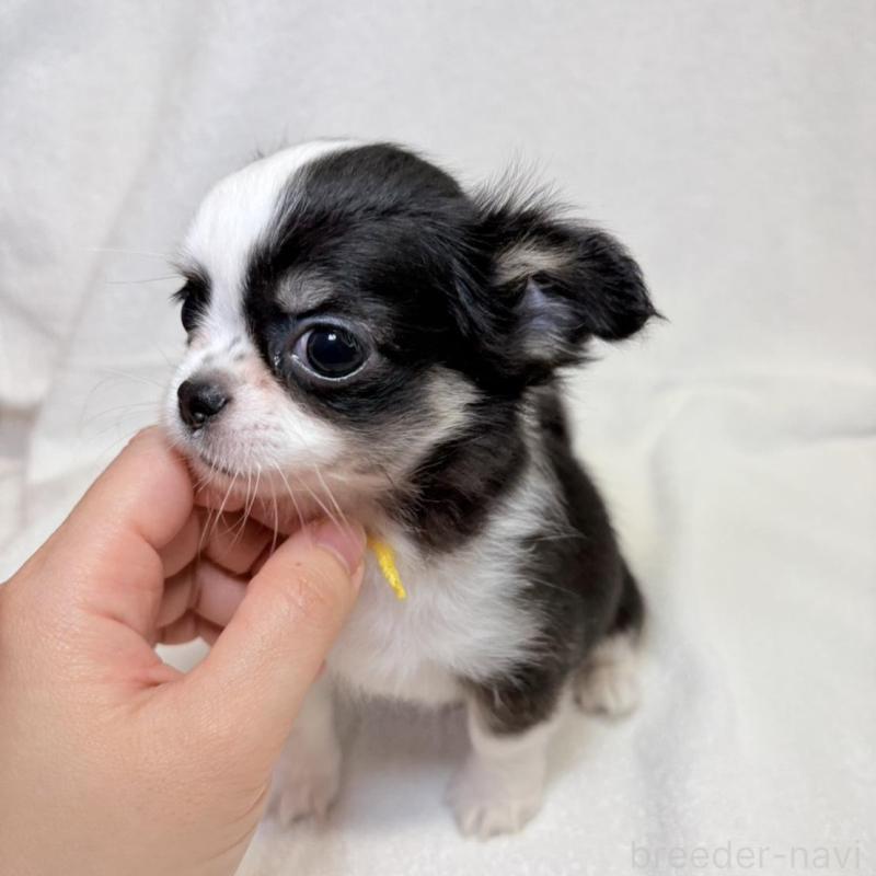 販売中の東京都のチワワ(ロングコート)-444878の7枚目