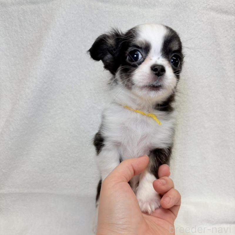 販売中の東京都のチワワ(ロングコート)-444878の6枚目