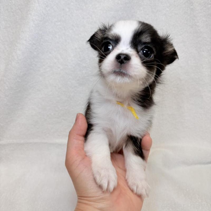 販売中の東京都のチワワ(ロングコート)-444878の5枚目