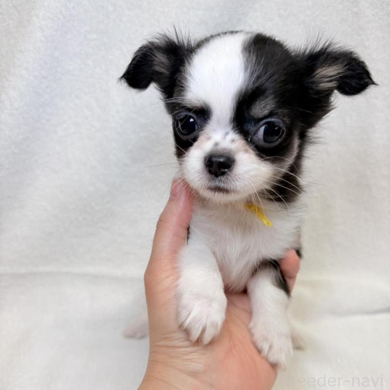 販売中の東京都のチワワ(ロングコート)-444878の4枚目