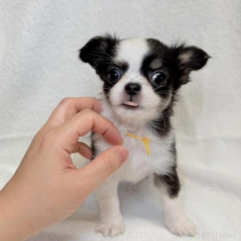 販売中の東京都のチワワ(ロングコート)-444878の3枚目