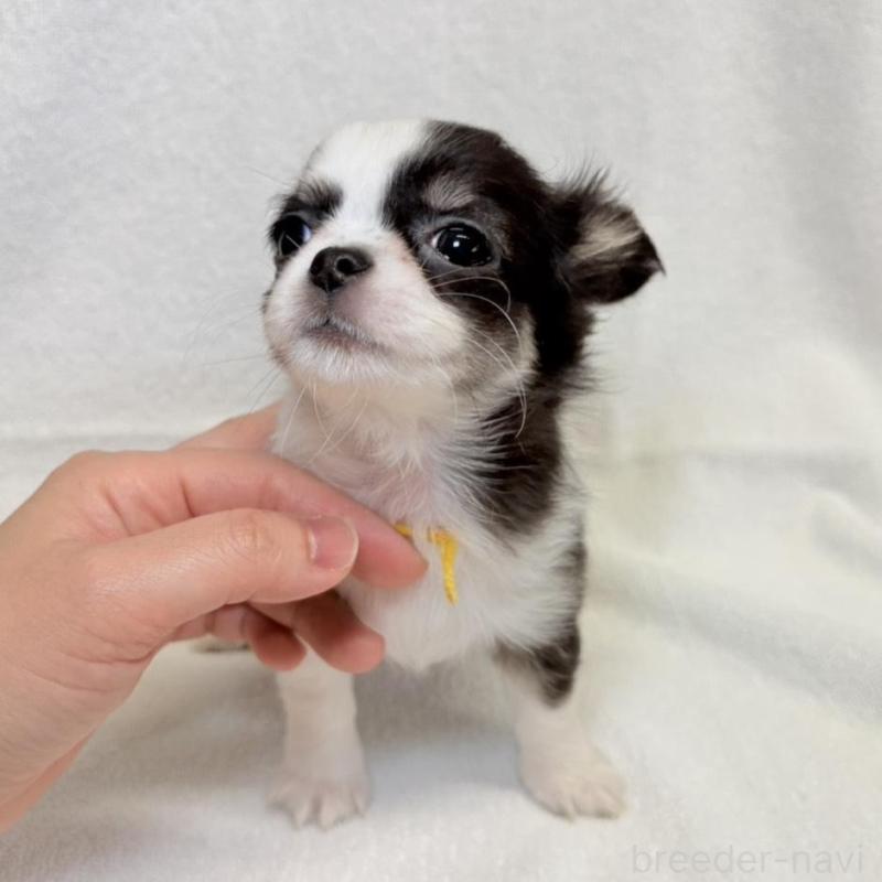 販売中の東京都のチワワ(ロングコート)-444878の2枚目