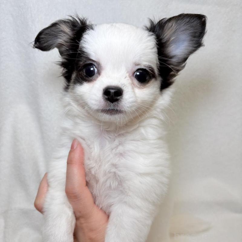 販売中の東京都のチワワ(ロングコート)-444879