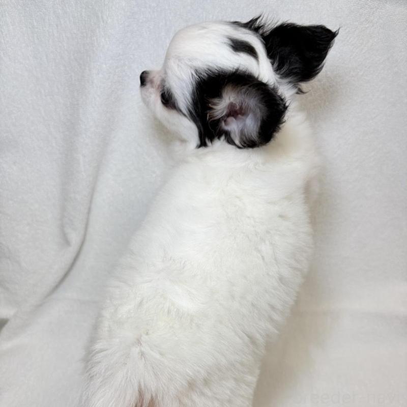 販売中の東京都のチワワ(ロングコート)-444879の10枚目