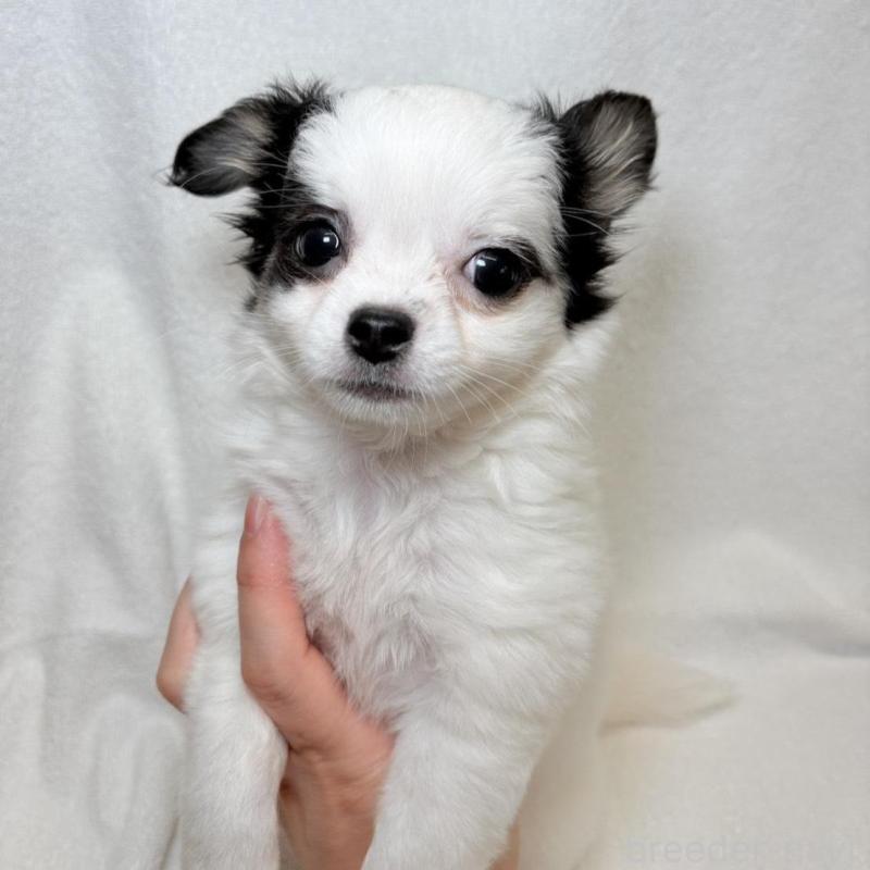 販売中の東京都のチワワ(ロングコート)-444879の9枚目