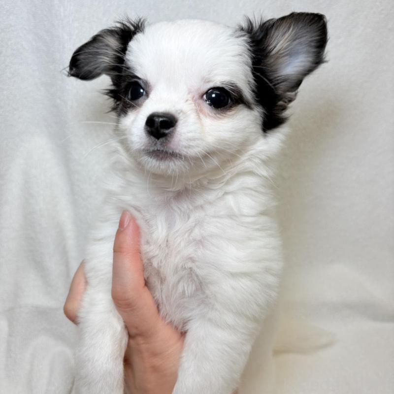 販売中の東京都のチワワ(ロングコート)-444879の8枚目