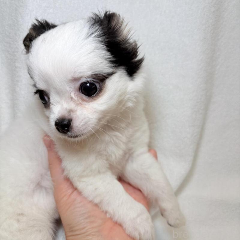 販売中の東京都のチワワ(ロングコート)-444879の5枚目