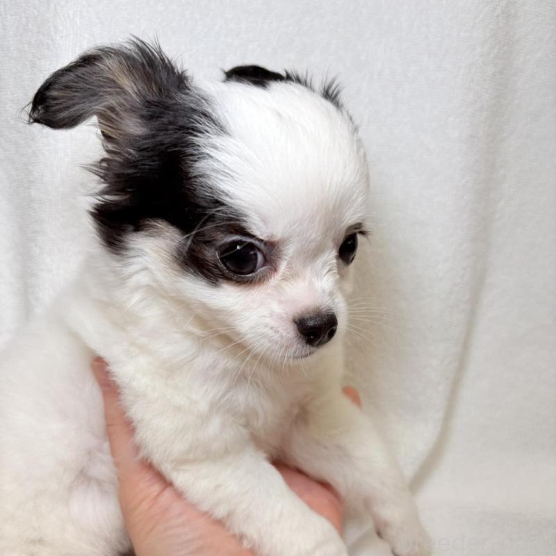 販売中の東京都のチワワ(ロングコート)-444879の4枚目