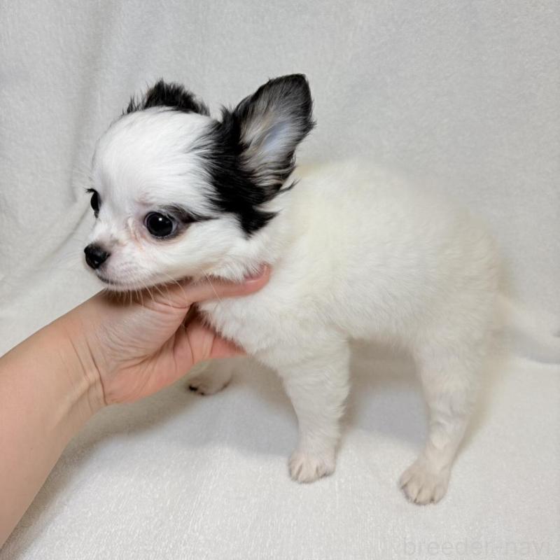 販売中の東京都のチワワ(ロングコート)-444879の3枚目