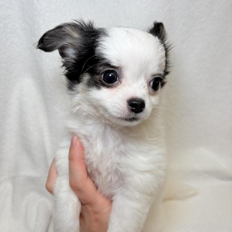 販売中の東京都のチワワ(ロングコート)-444879の2枚目