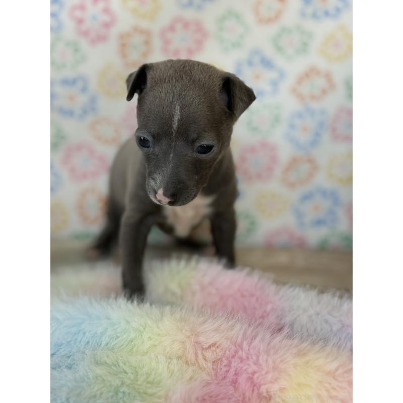 販売中の宮崎県のイタリアングレーハウンド(イタグレ)-442638の2枚目