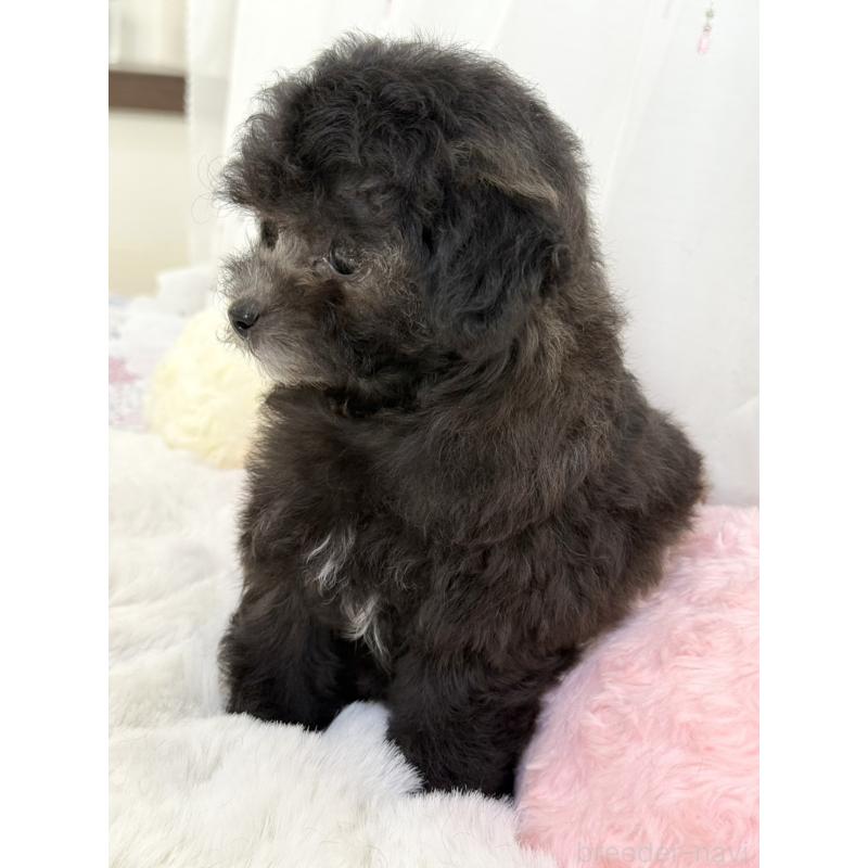 販売中の大阪府のタイニープードル-444880の8枚目