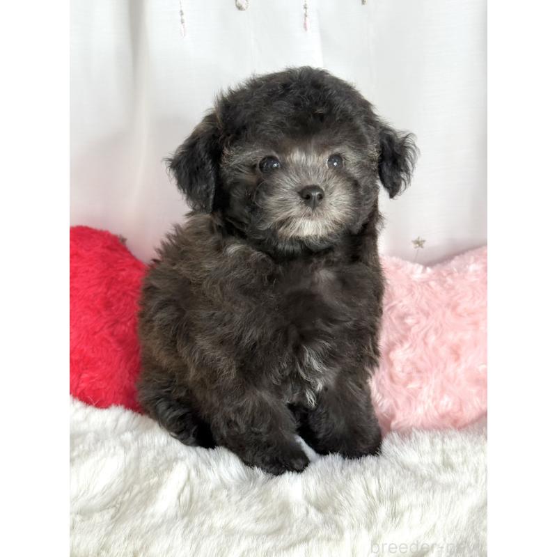 販売中の大阪府のタイニープードル-444880の7枚目