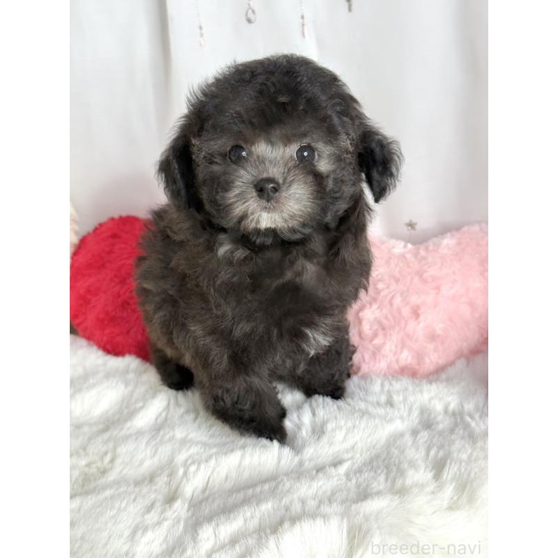 販売中の大阪府のタイニープードル-444880の6枚目