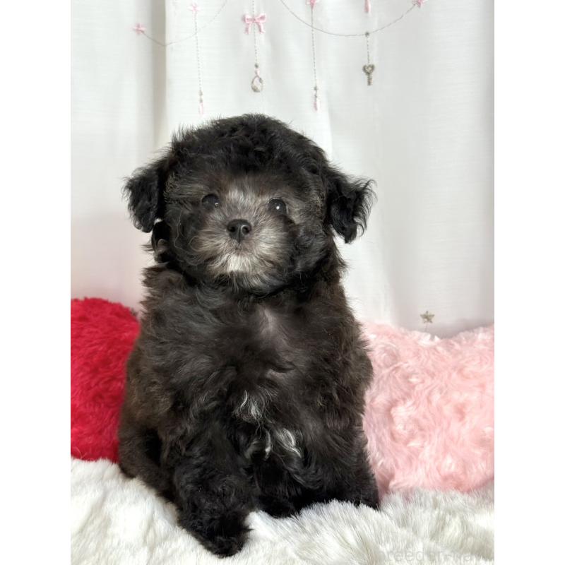 販売中の大阪府のタイニープードル-444880の5枚目