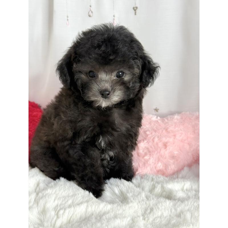 販売中の大阪府のタイニープードル-444880の4枚目