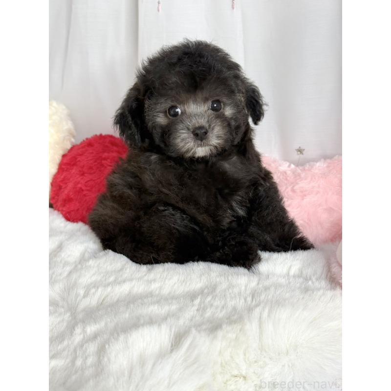 販売中の大阪府のタイニープードル-444880の3枚目