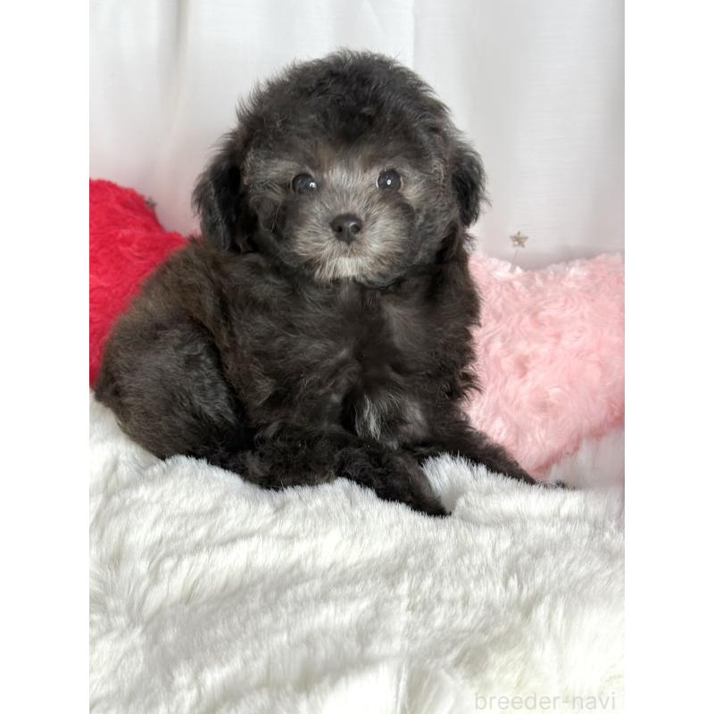 販売中の大阪府のタイニープードル-444880の2枚目