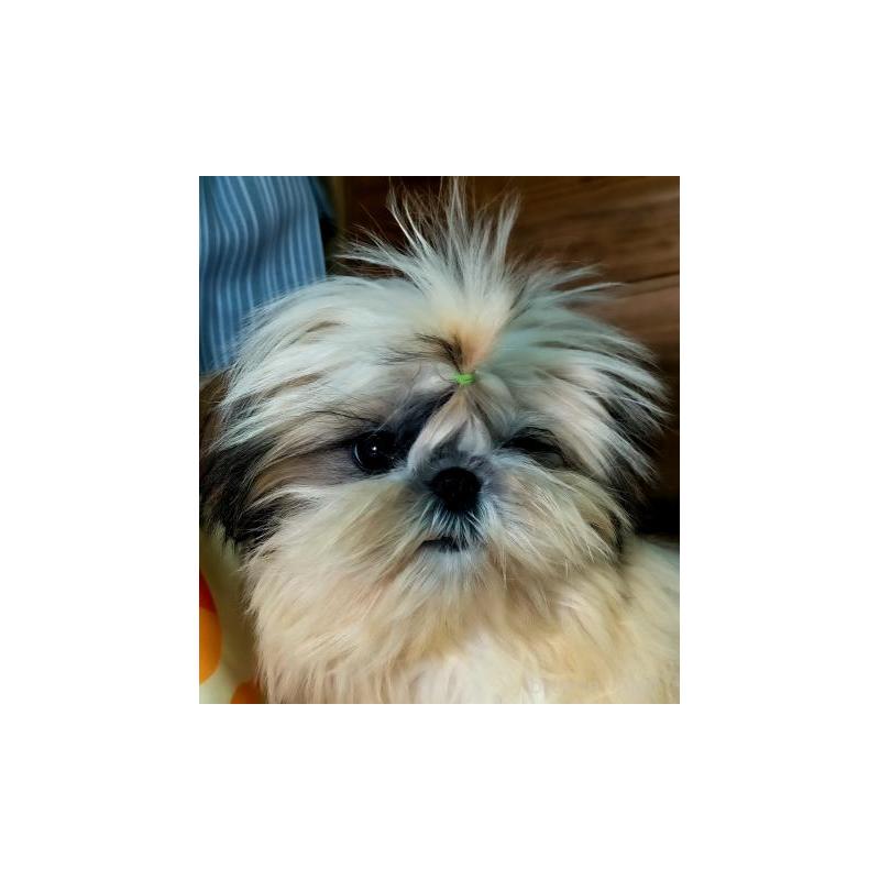 販売中の茨城県のシーズー-444881の4枚目