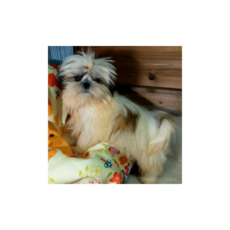 販売中の茨城県のシーズー-444881の3枚目