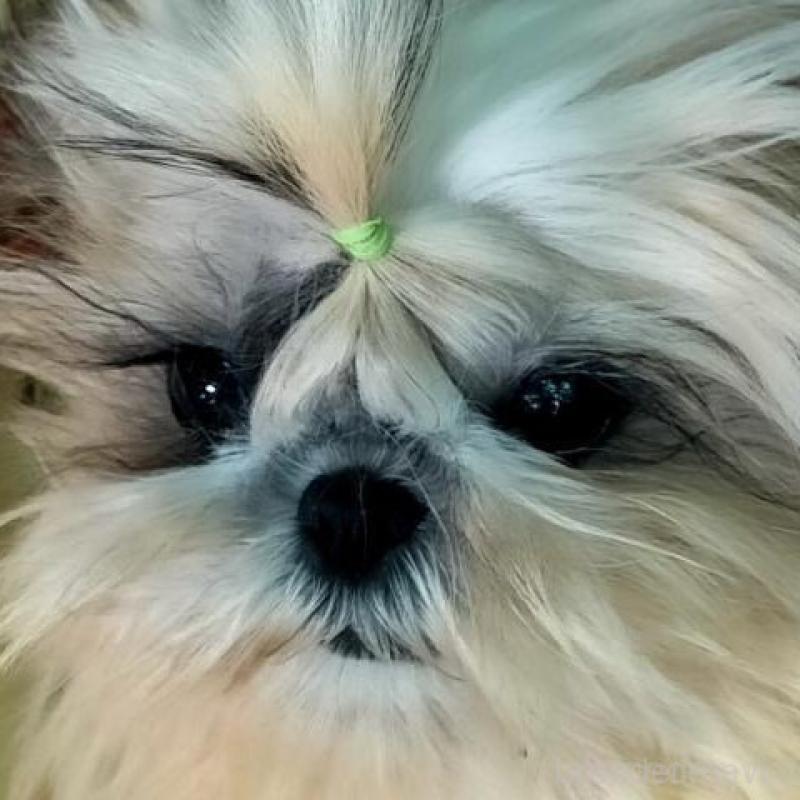 販売中の茨城県のシーズー-444881の1枚目