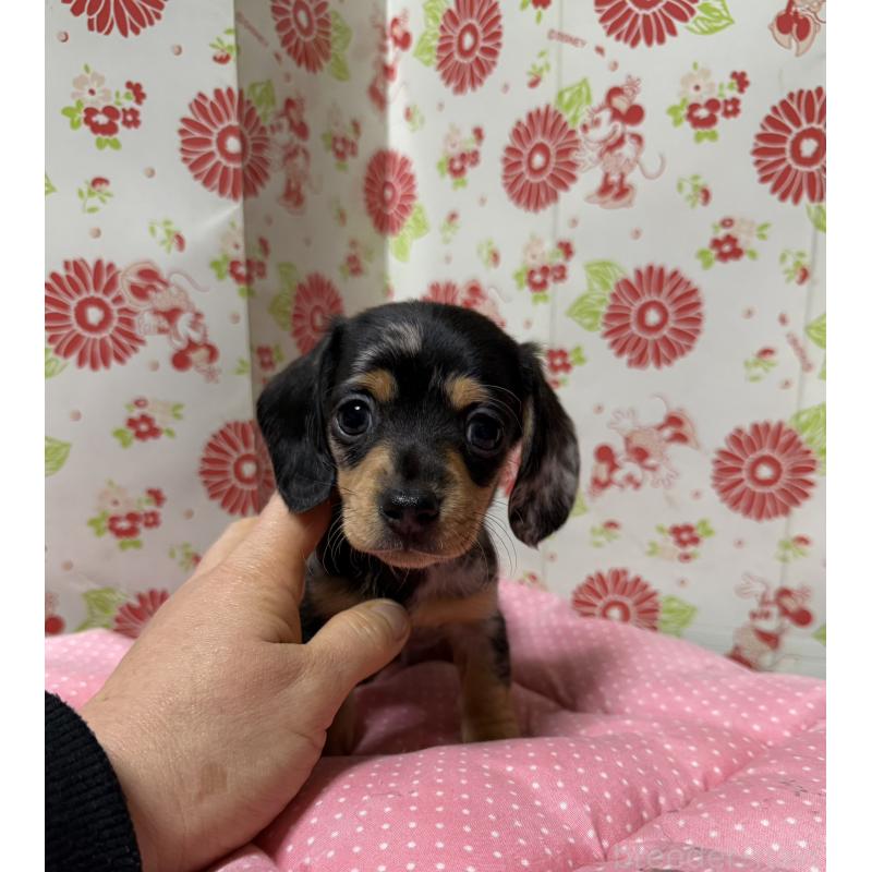 販売中の愛知県のミニチュアダックスフンド(スムースヘアード)-444883の1枚目